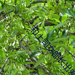 和上司女部(部)长出差BD在线(線)