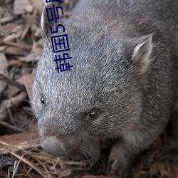 韓國5號房得兒