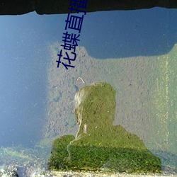花蝶(dié)直播正版