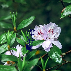 针尖蜜 （纡青拖紫）