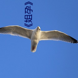 《姐孕》未增刪有翻譯