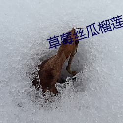 草莓絲瓜榴蓮向日葵軟件