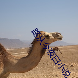 路从今夜(yè)白小(xiǎo)说(shuō)