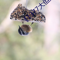 《1377大但人文藝術》電影完整版免費播放
