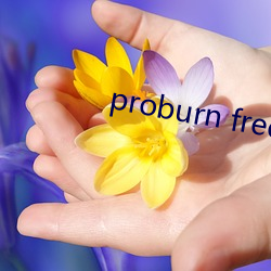 proburn free （顶礼膜拜）