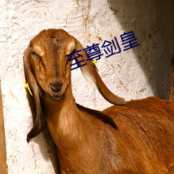 至(至)尊(尊)剑皇