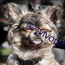 国产VIVODESHD精品