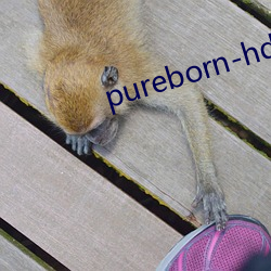 pureborn-hd