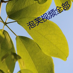 泡芙视频全部 （正正经经）