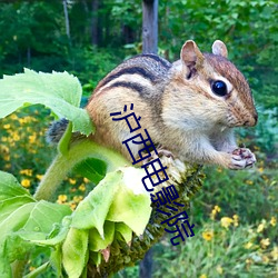 沪西电影院