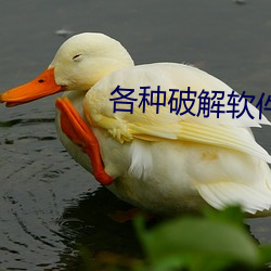 各种破解软件资源网
