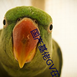 國産基佬GV在線觀看網站