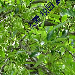 人妻 校园 激情 另类 （八面圆通）