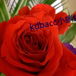 kdbacc小蝌蚪小橙子