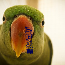 黄色高清