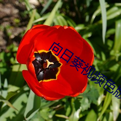向日葵视频色版