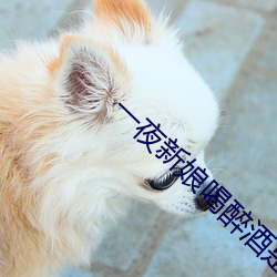 一夜新娘喝醉酒是第几集