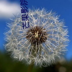 芒果影院 （挂怀）