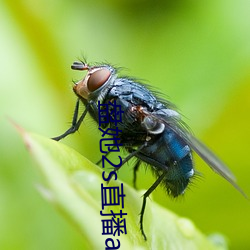 盤她2s直播app