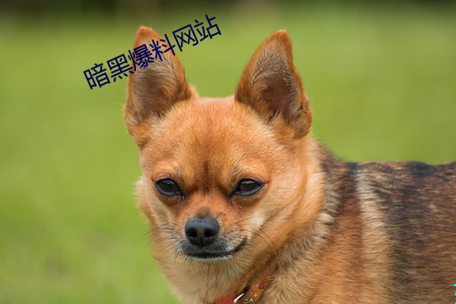金年会 | 诚信至上金字招牌