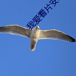 我爱看片安卓版下载