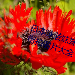 日本泳装妺妺窝人(rén)体(tǐ)色777777美(měi)女街拍图片大(dà)全