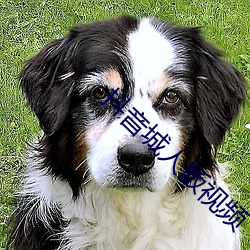 抖音城人版视频 （失诸交臂）
