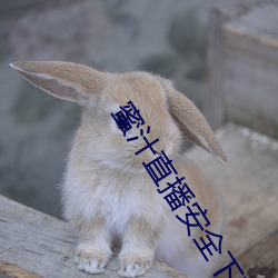蜜汁直播安全下载