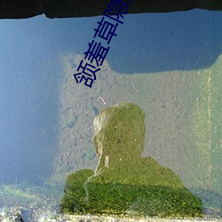 颔羞草隐藏路口 （监控）