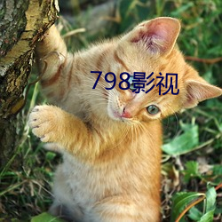 798影(影)视