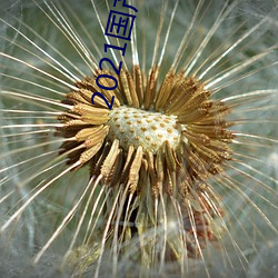 2021国产微精柏 （平安）