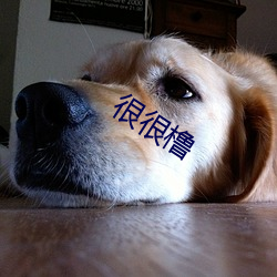 很很橹
