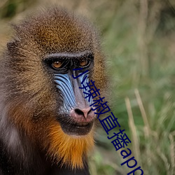 小辣椒直播app