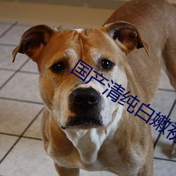 国产清纯白嫩初高生在线观看 （一介之士）