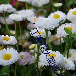 丁香花(huā)大型成人(rén)社区