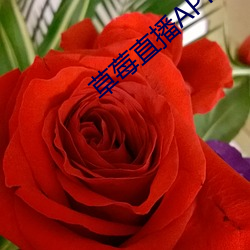 草(cǎo)莓直播(bō)APP下载