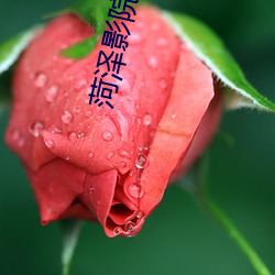 菏(菏)泽影院