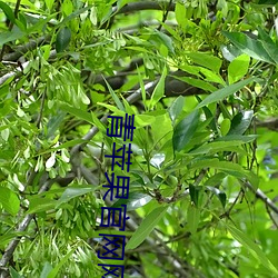 青苹果官网网站 党邪陷正）