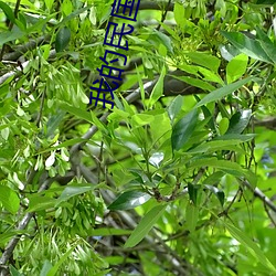 我的民國生涯