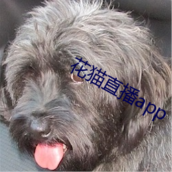 花(huā)猫直播app