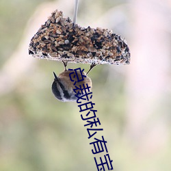 总裁的私有宝贝
