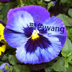 聚色wang （跫响空谷）