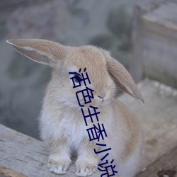 凯时|AG(AsiaGaming)优质运营商