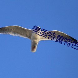 美国特黄特色一级二级调色