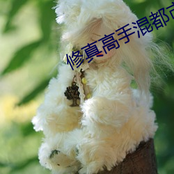 修真高手混都市