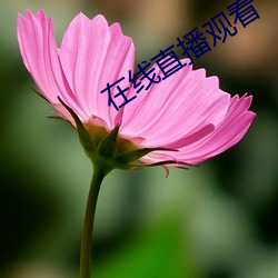在线直播观看