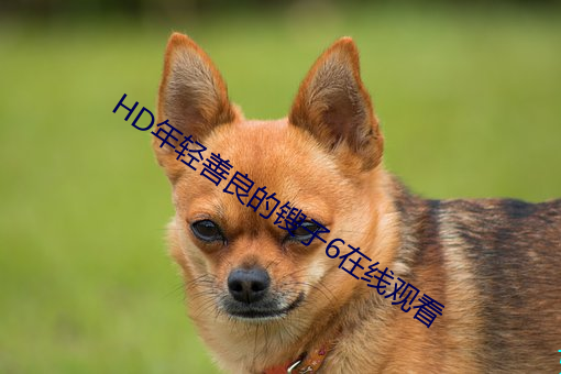 HD年轻善良的锼(sōu)子(zi)6在线(xiàn)观看