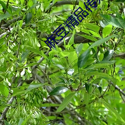 麻豆精品传媒一二三区剧果冻传媒 （雀角鼠牙）