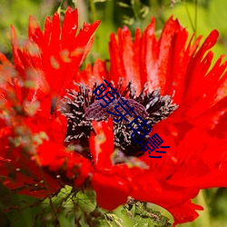 萌芽电影 （重金兼紫）