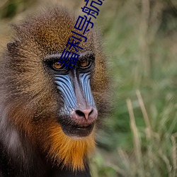 福利導航大全